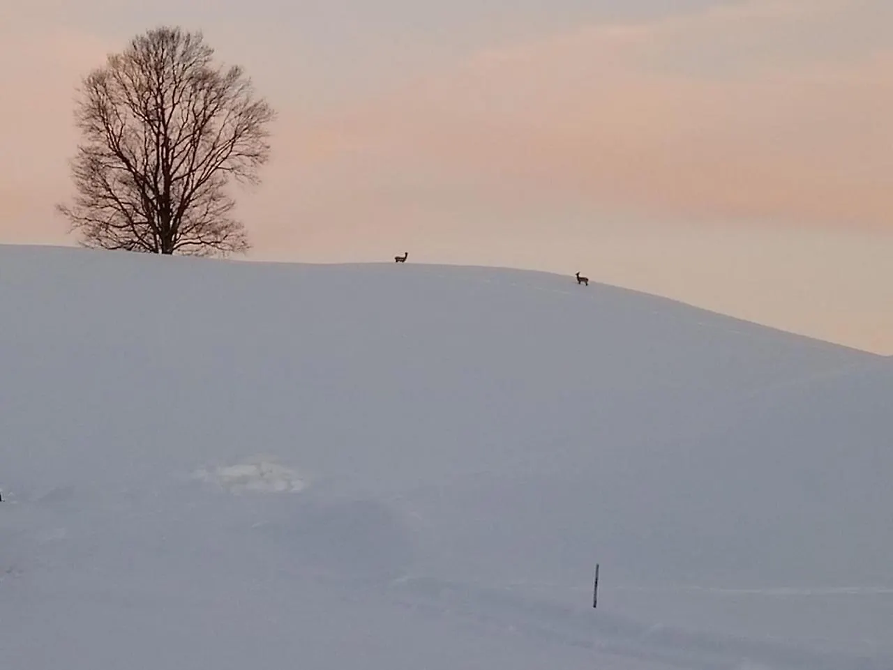 Ferienhof Am Holderbusch Füssen