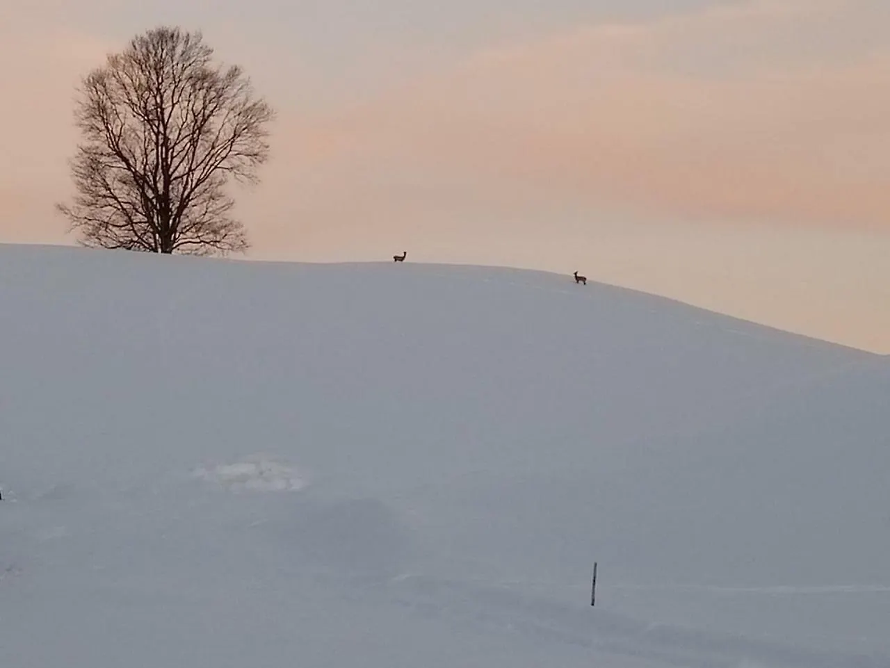 Ferienhof Am Holderbusch Füssen Németország